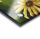 Among the Flowers Acrylic print