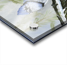 Winter Bluejay Acrylic print