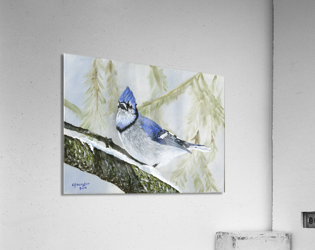 Winter Bluejay Acrylic Print