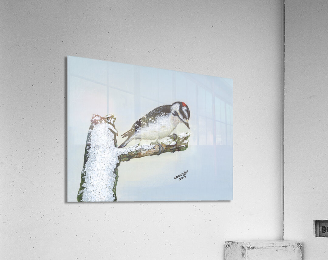 Downy Woodpecker Acrylic Print