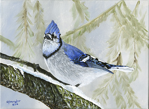 Winter Bluejay