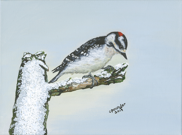 Downy Woodpecker by Carol Pounder Art