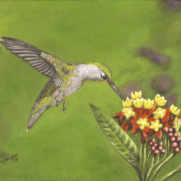 Humming Bird  by Carol Pounder Art