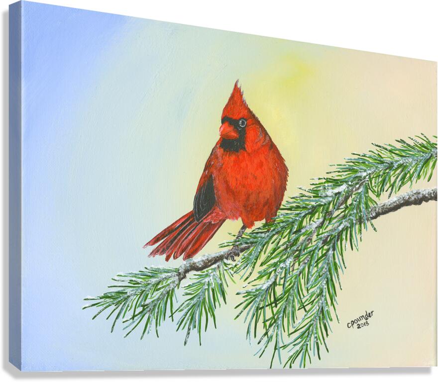 Cardinal  Canvas Print