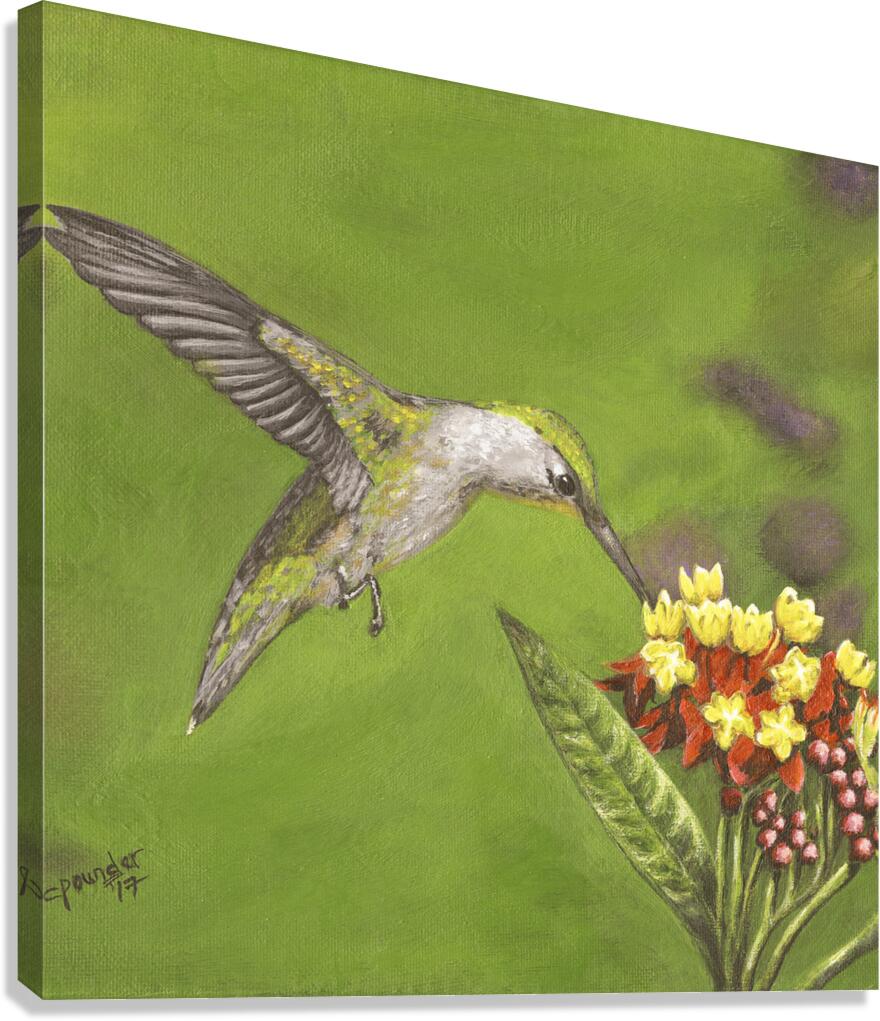 Humming Bird  Canvas Print