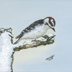 Downy Woodpecker