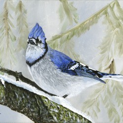 Winter Bluejay