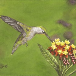 Humming Bird 