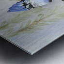 Winter Bluejay Metal print