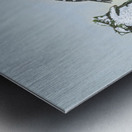 Downy Woodpecker Metal print