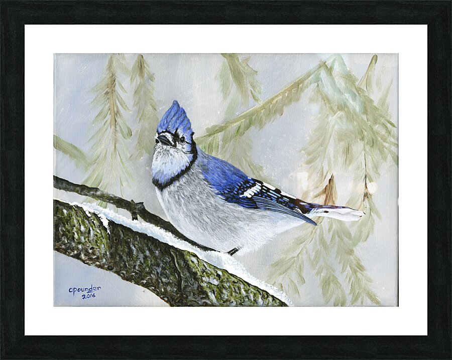Winter Bluejay Picture Frame print
